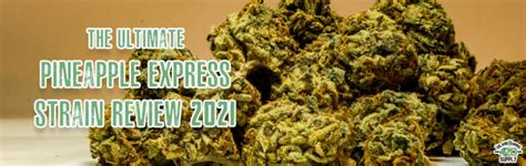 The Ultimate Pineapple Express Strain Review 2021 IE 420 Meds