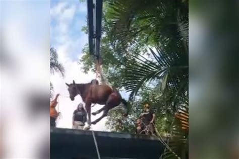 V Deo Cavalo Resgatado Ap S Ficar Ilhado Em Laje De Casa Graus