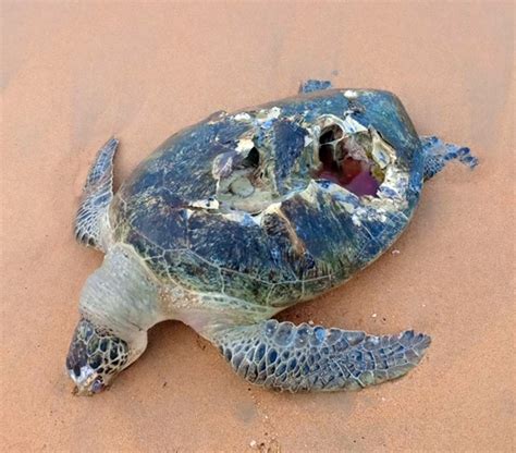 The Sea Creature Attack Caused The Poor Turtle To Crack Its Shell