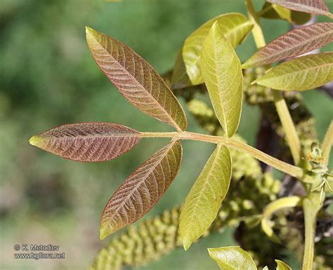 Juglans regia - picture 4 - The Bulgarian flora online