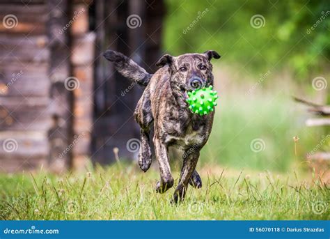 Dog Run With Toy Stock Photo Image Of Field Nature 56070118