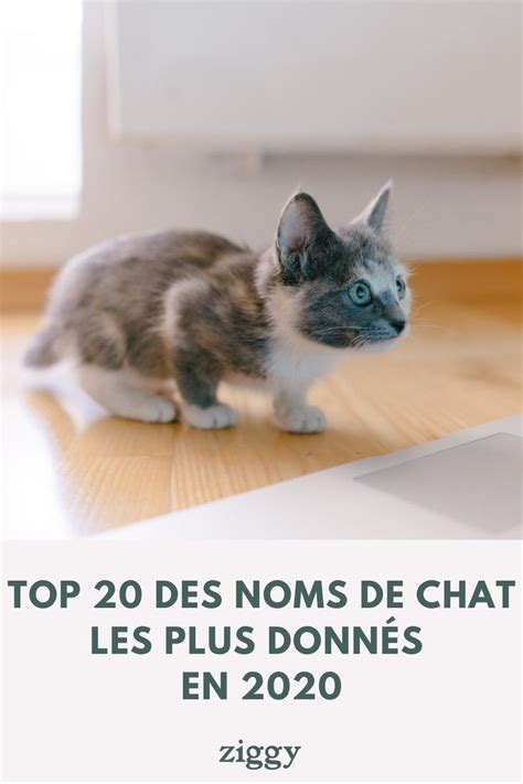 Top Des Noms De Chat Les Plus Donn S En Noms De Chat Chat