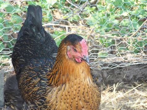 Black Star Plymouth Rock X Rhode Island Red Rhode Island Red