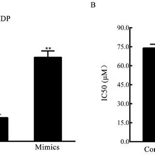 MiR 1236 3p Regulates The DDP Resistance In Lung Cancer Cells A The