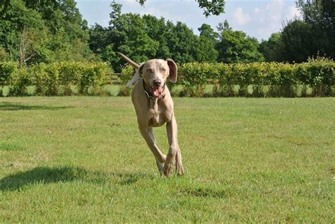 15 Best Dog Breeds for Frisbee That Will Love Playing Disc Sports – Dogster