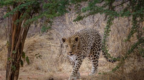 Okonjima En Waterberg Plateau Park Africat Stichting Namibie