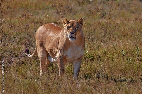 Lioness Female Panthera Leo Lioness In The Savanna Stock Photo