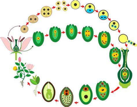 Angiospermas Características Ciclo De Vida Classificação