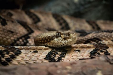 Rattlesnake Researcher William Martin Dies After Timber Rattlesnake Bite - Reptiles Magazine