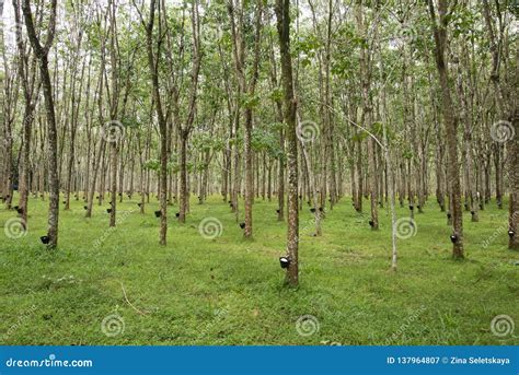 Rubber Plantation Stock Photo | CartoonDealer.com #22209594