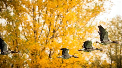 Autumn Bird Wallpapers Wallpaper Cave