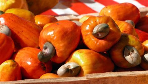 Você sabe quais frutas são nativas do Brasil Escola Educação