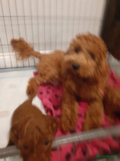 Ruby Red Cavapoo Puppys Gloucester Pets4homes