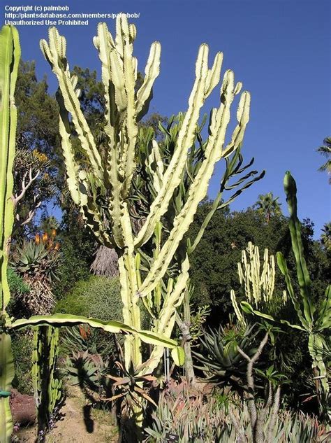 Plantfiles Pictures Euphorbia Species Variegated African Candelabra