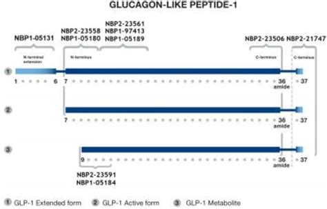 GLP1 Antibody 10 BSA Free Novus Biologicals 0 1 Mg Unconjugated