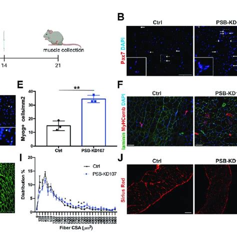 Effect Of Gpr Agonist On Muscle Function Of Dystrophic Mice A