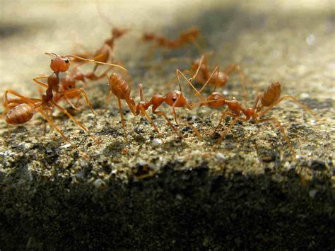 How To Get Rid Of Fire Ants In Your Yard