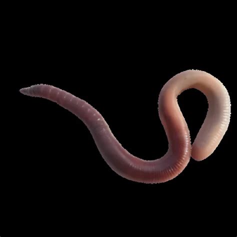 Canadian Nightcrawler Lumbricus Terrestris Earthworm For Soil Layer