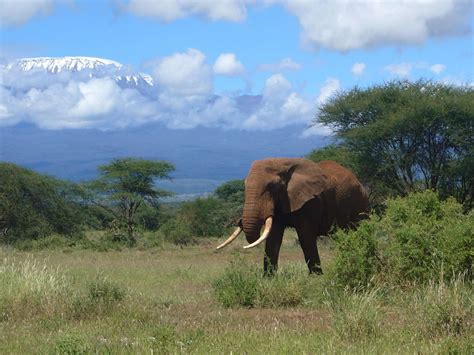 Days Tsavo East Amboseli Jeep Safari Ringo Safaris