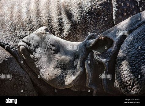 Rhino viper hi-res stock photography and images - Alamy