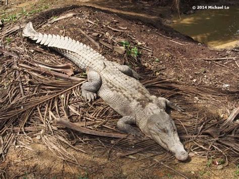 The Rainforests Of Borneo And Southeast Asia Crocodiles Of Borneo