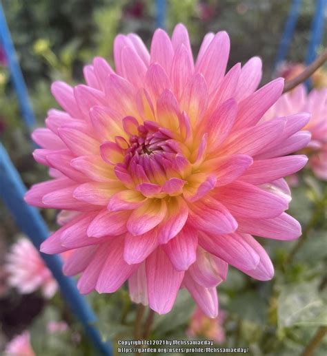 Dahlia GW S Babe In The Dahlias Database Garden Org