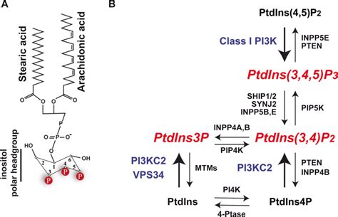 Phosphoinositides Structure And Metabolism A Schematic Structure Of Download Scientific