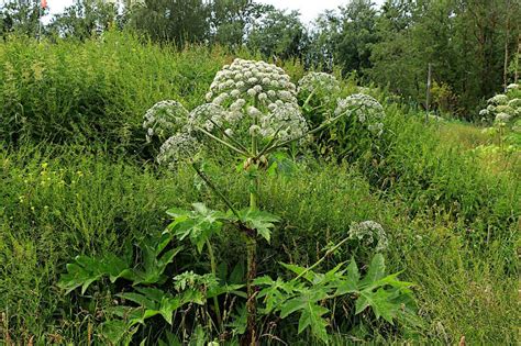 Acariciado En Un Campo Salvaje Una Planta Muy Peligrosa Y Venenosa Que