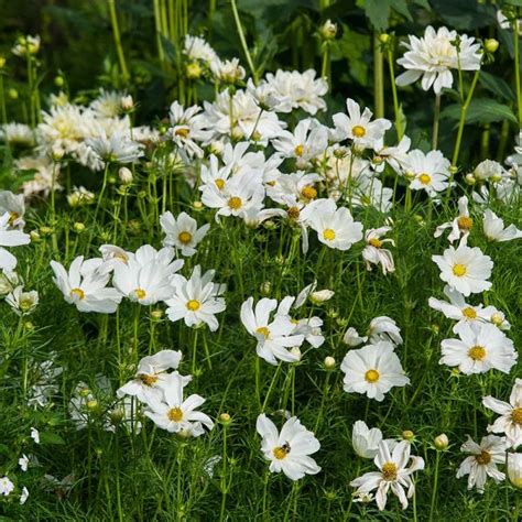 Cosmos Bipinnatus Sonata White White Flower Farm