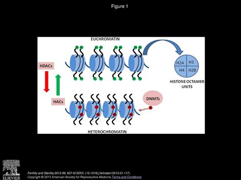 Basic Concepts Of Epigenetics Ppt Download