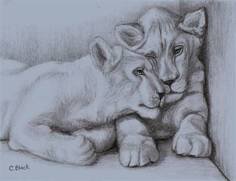 Drawing Pencil Lion Cub - pencildrawing2019