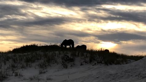 Maryland Assateague Island National Seashore 2019 Youtube