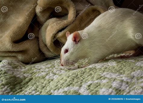 Fancy Pet Rat Sofa Stock Photo Image Of Experiment 203608696