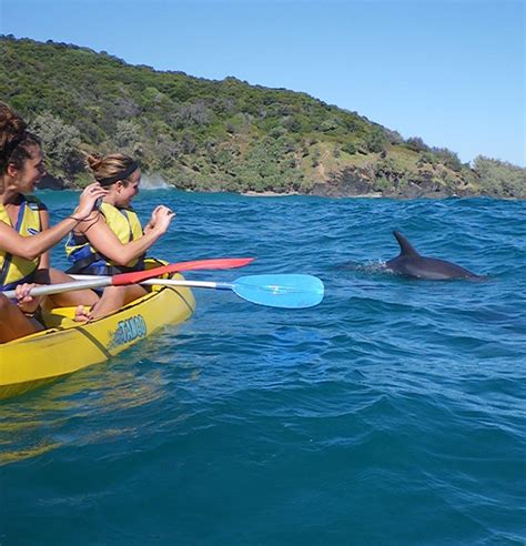 Kayak Tours Noosa Dolphin Kayaking Tour