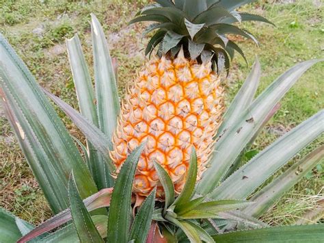 Premium Photo Pineapple Fruit On The Tree Ripe Yellow Pineapple