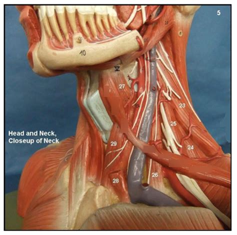 Head And Neck Closeup Of Neck Diagram Quizlet