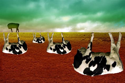 Cows Digital Art By Katherine Pearson Fine Art America