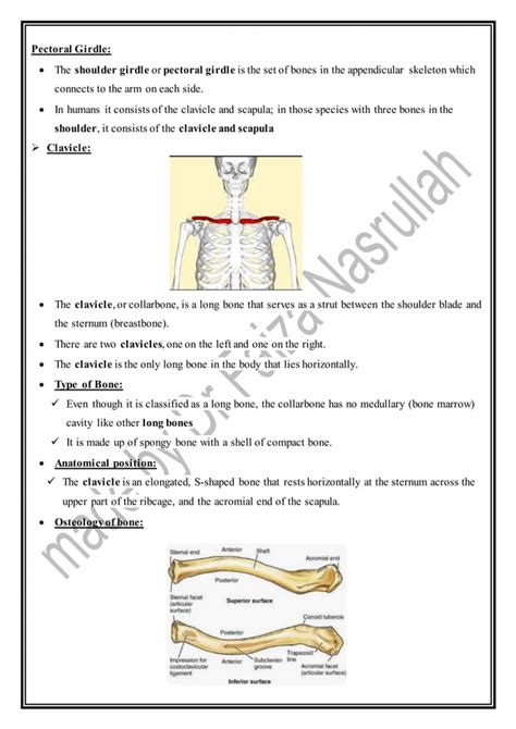 anatomy of clavicle | PDF