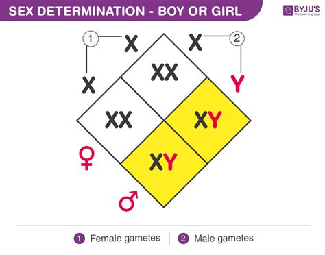 Difference Between Male And Female Dna