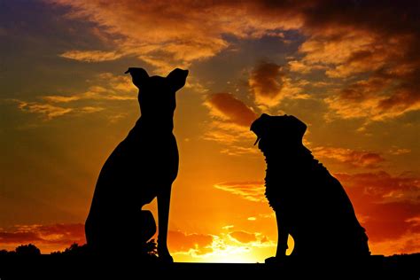 Dog Silhouette Wallpapers - Top Free Dog Silhouette Backgrounds ...