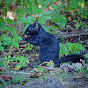 Black Squirrel - An Amazing Result Of Genetic Mutation - Learn About Nature