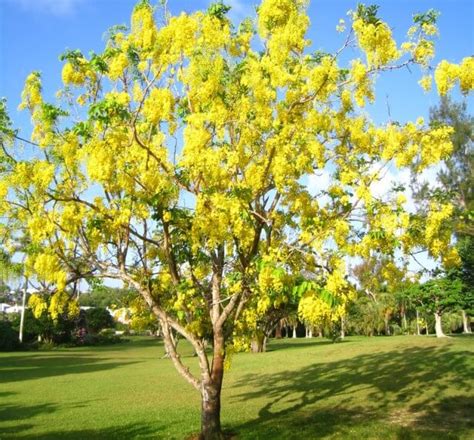 Buy Kondrai Pattai Golden Shower Tree Cassia Fistula Moolihai