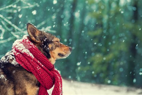 Ways To Keep Your Pet Warm In Winter Pets Training And Boarding