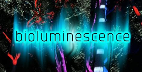 Special projects - Bioluminescence — Atlas of Life