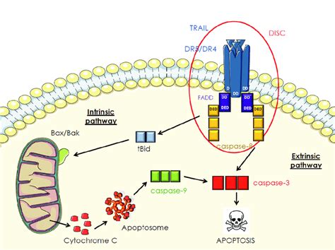 Trail Induced Apoptosis Signaling Pathway Via The Death Receptors Dr4