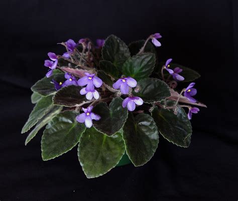 Streptocarpus Ionanthus House Of Amani Gesneriad Reference Web