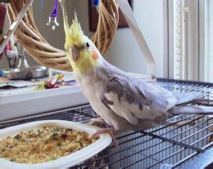 Why Is My Cockatiel Eating So Much How Much Is Too Much