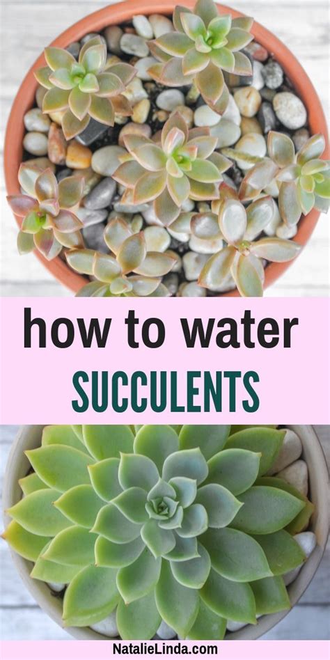 How To Water Succulents The Right Way Artofit