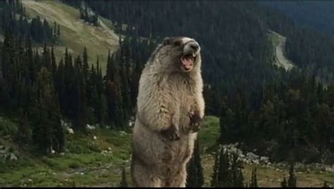 Create meme "the screaming groundhog, beaver yells in the mountains ...