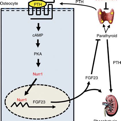 Model For The Pth Fgf Feedback Loop Pth Binds To The Pth Receptor